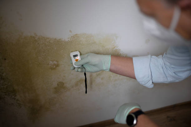 Certified Mold Removal in Point Of Rocks, MD
