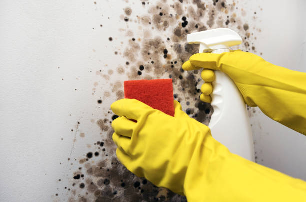 Best Residential Mold Removal  in Point Of Rocks, MD