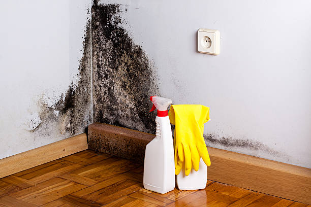 Best Mold Damage Repair  in Point Of Rocks, MD