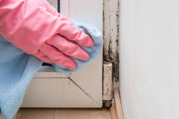 Best Same-Day Mold Removal  in Point Of Rocks, MD