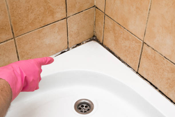 Best Same-Day Mold Removal  in Point Of Rocks, MD