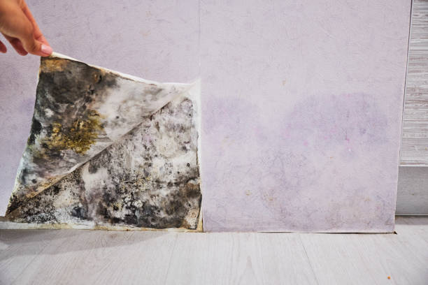 Best Toxic Mold Removal  in Point Of Rocks, MD